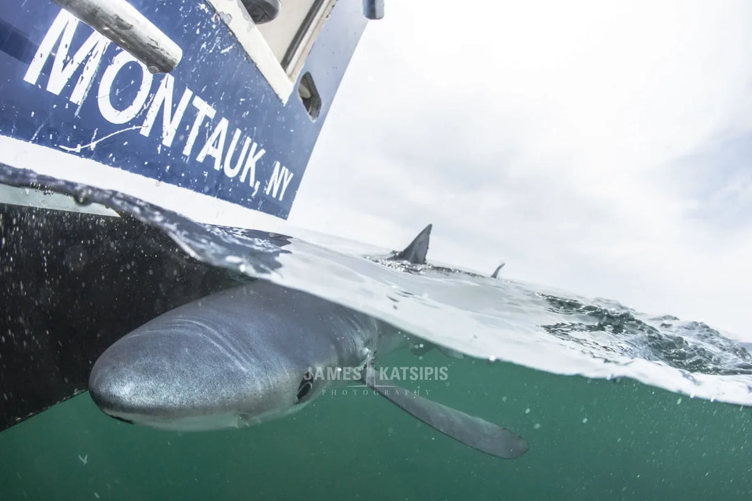 Main image The Montauk Blues