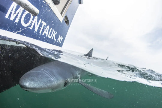 Main image The Montauk Blues